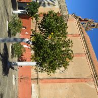 Iglesia de San Fernando (14)